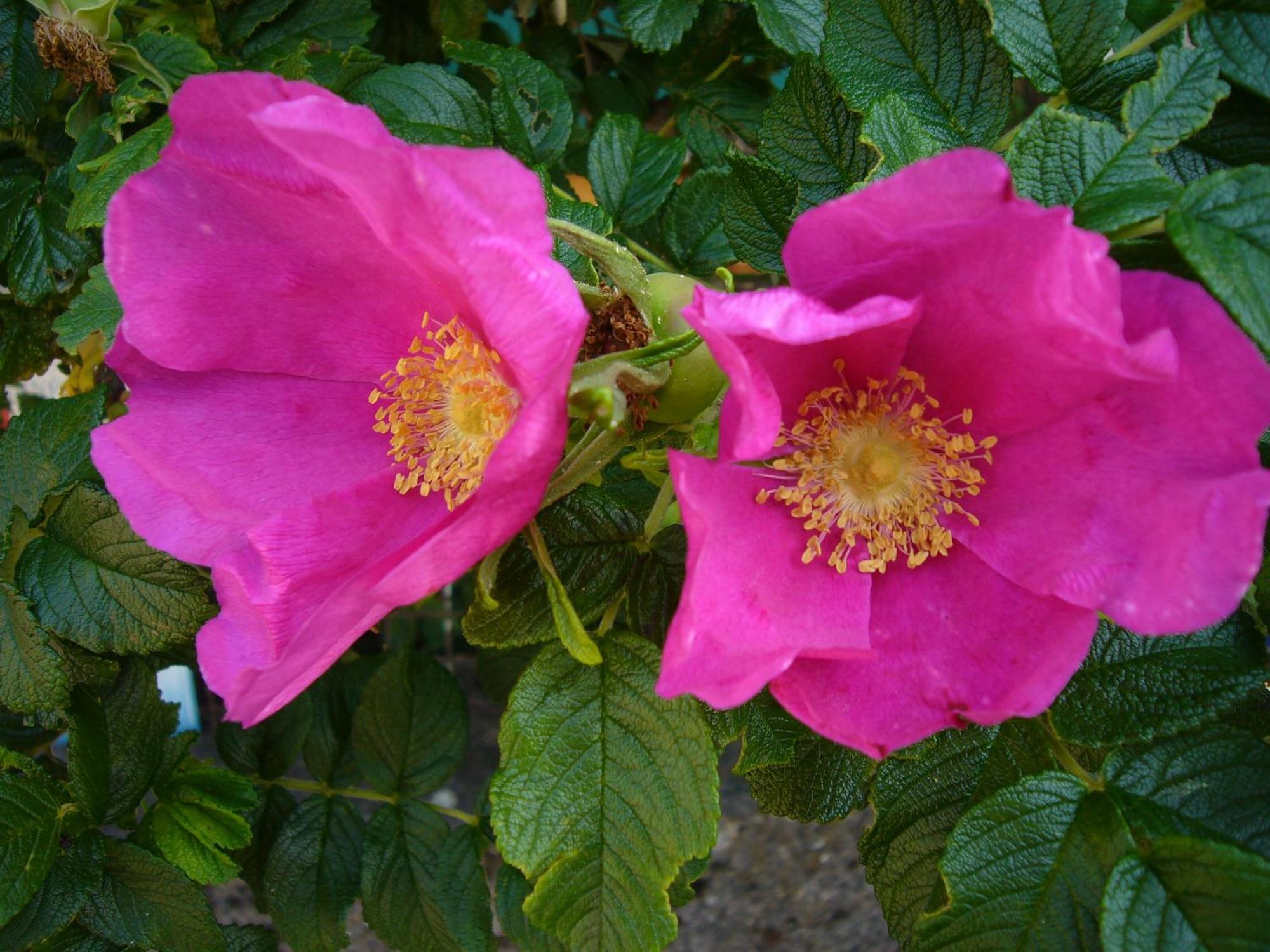 Rosa Epis 2*